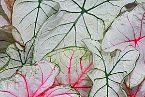 Close up shot of different croton plant leaves.