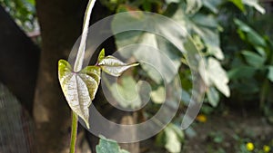 A close up shot of Dioscorea batatas (Igname de Chine) leaves and vine.