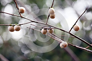 Close-up shot of the diospyros lotus on a branch in autumn. photo