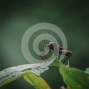 Close-up shot of a dock bug on a green leaf. Coreus marginatus.