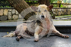 A close up shot of a dog with Pruritus. A dog with pruritus will excessively scratch, bite, or lick its skin with loosing fur
