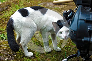 Close-up of a cat and a blurred background