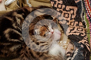 Close-up shot of a domestic cat snuggling with its mother in a peaceful sleep