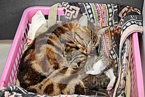 A close-up shot of a domestic cat snuggling with its mother in a peaceful sleep