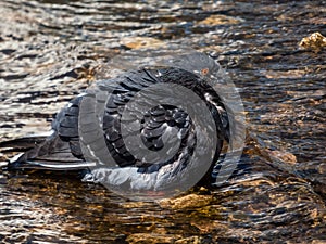 Close-up shot of the domestic pigeon Columba livia domestica standin in water with wet plumage cleaning itself and bathing in