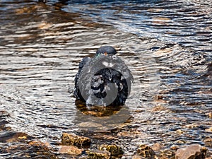 Domestic pigeon (Columba livia domestica) standin in water with wet plumage cleaning itself and bathing in photo
