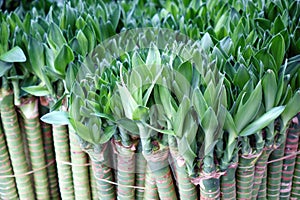 Close up shot of Dracaena sanderiana.