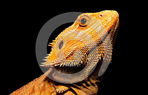 Close-up shot of a Dragon Barbudo on a black background photo