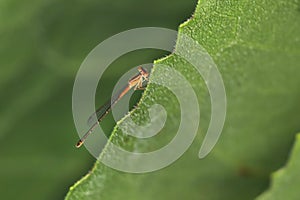 Close up shot of dragonfly on a leaf edge