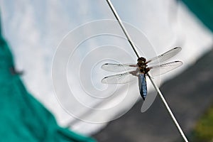 Close-up shot of a dragonfly over rope on a tent in a forest camping