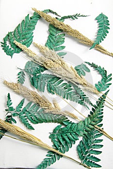 Close up shot of dried common lady-fern leafs and foxtail millet