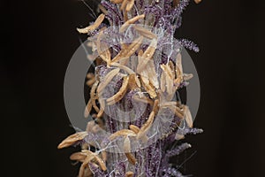 close up shot of the dried imperata cylindric