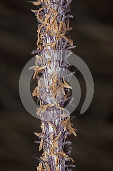 close up shot of the dried imperata cylindric