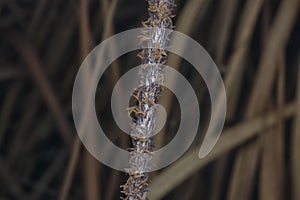 close up shot of the dried imperata cylindric