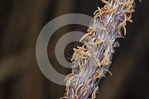 close up shot of the dried imperata cylindric