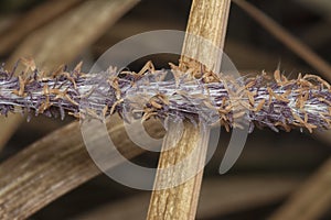 close up shot of the dried imperata cylindric