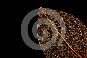 Close up shot of dry orange leaf against black background