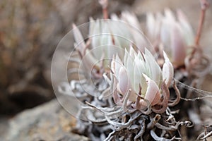 Close-up shot of Dudleya caespitosa plant