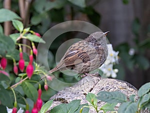 Close-up shot of a Dunnock perched on a rock