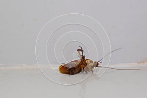 close up shot of dying cockroach lying dead on the floor