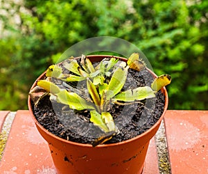 Close up shot of a dying venus fly trap plant