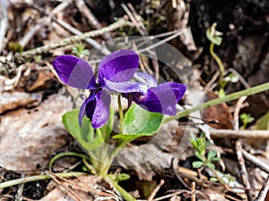 Close-up shot of the early spring harbinger - the Sweet violet or wood violet (Viola odorata)