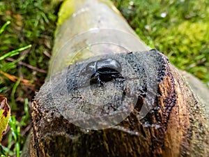 Close-up shot of earth-boring dung-beetle or dor beetle Geotrupes stercorarius. Lustrous and dark beetle with a bluish sheen,