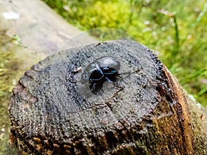 Close-up shot of earth-boring dung-beetle or dor beetle Geotrupes stercorarius. Lustrous and dark beetle with a bluish sheen,