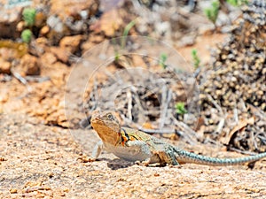 Close up shot of a Eastern collared lizard