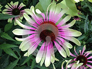 Close-up shot of Echinacea `Green Twister`