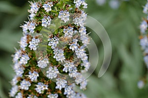 Close-up shot of Echium virescens flowers grown in the garden in spring