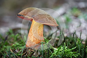 Close-up shot of edible scarletina bolete