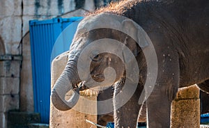 Close up shot of elefant at zoo by the day