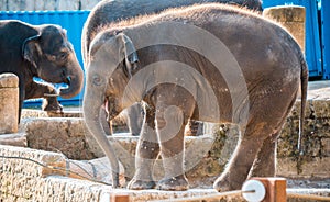 Close up shot of elefant at zoo by the day