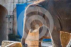 Close up shot of elefant at zoo by the day