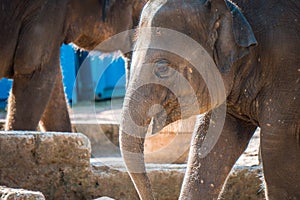 Close up shot of elefant at zoo by the day