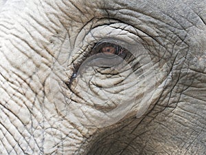Close up shot of elephant`s eye with parts of head, ear, neck, and trunk with natural wrinkled texture