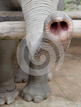 Close up shot of elephant`s trunk or nose with parts of legs, and feet with natural wrinkled texture