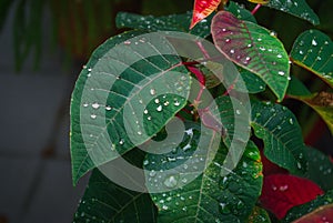 Close-up shot of emerald green foliage with sparkling droplets of water atop the leaves