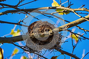 Close up shot of an empty bird nest