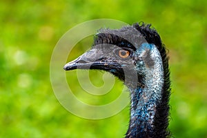 Close-up shot of an emu's head and neck, with its beady eyes and long neck visible
