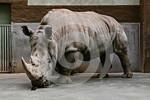 close up shot of endangered white rhino standing