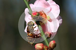 Close up shot of a Eristalinus on flower