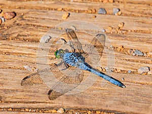 Close up shot of Erythemis simplicicollis