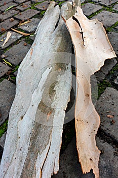 A close up shot of Eucalyptus bark. All eucalypts add a layer of bark every year and the outermost layer dies. In about half of photo