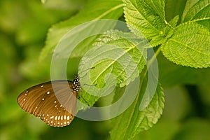 Close-up shot of Euploea klugii, the brown king crow butterfly