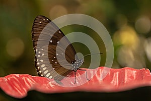 Close-up shot of Euploea klugii, the brown king crow butterfly