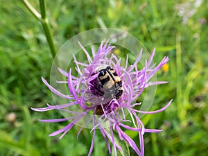 Close-up shot of the Eurasian bee beetle (Trichius fasciatus) on a purple flower