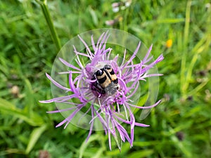 Close-up shot of the Eurasian bee beetle (Trichius fasciatus) on a purple flower in summer