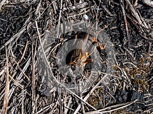 Close-up shot of the European mole cricket Gryllotalpa gryllotalpa above ground in sunlight digging its way into the ground